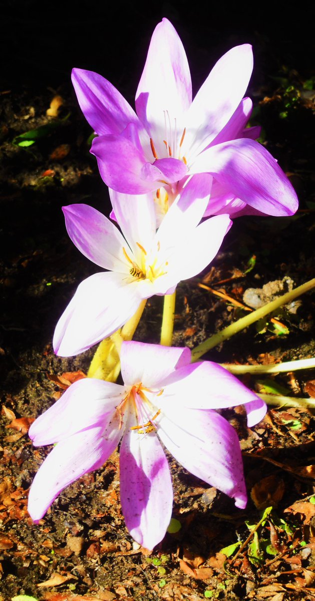 ian (@vappuk) on Twitter photo 