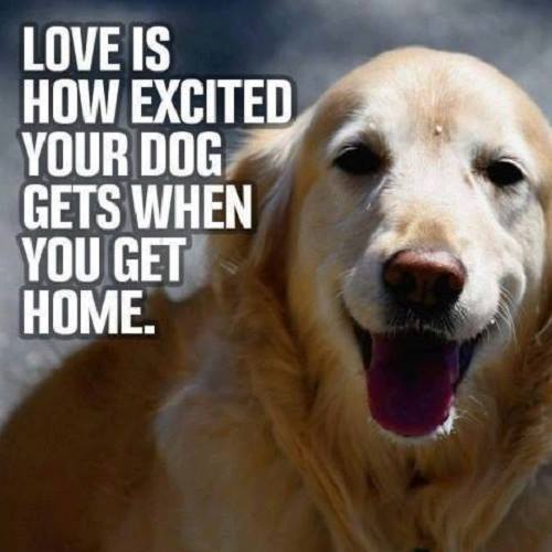 It sure is! #dogs #doglovers #thepetsbiz #petsitesunite
