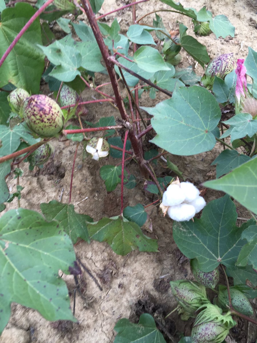 JeanFil4's tweet image. Vivement la récolte 🇫🇷💪😀