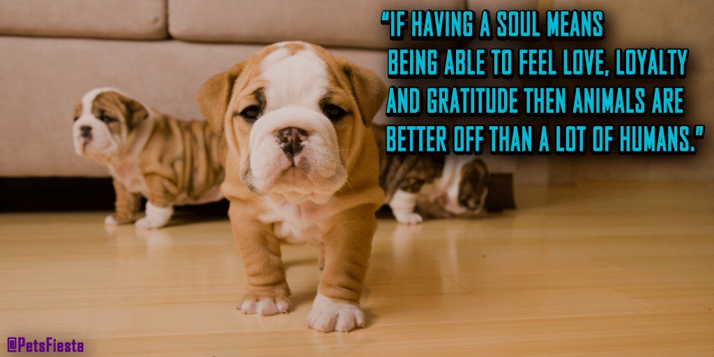 PetsFiesta's tweet photo. If Having A #soul Means Being Able To Feel #love, #loyalty And #gratitude ,
Then #animals Are #better Off Than A Lot Of #humans 🐕🐱🐰🐼🦄🐾

#Dog #dogs #puppylove #puppy #Puppies #pets #PetsFiesta https://t.co/j5p0MfqmU9