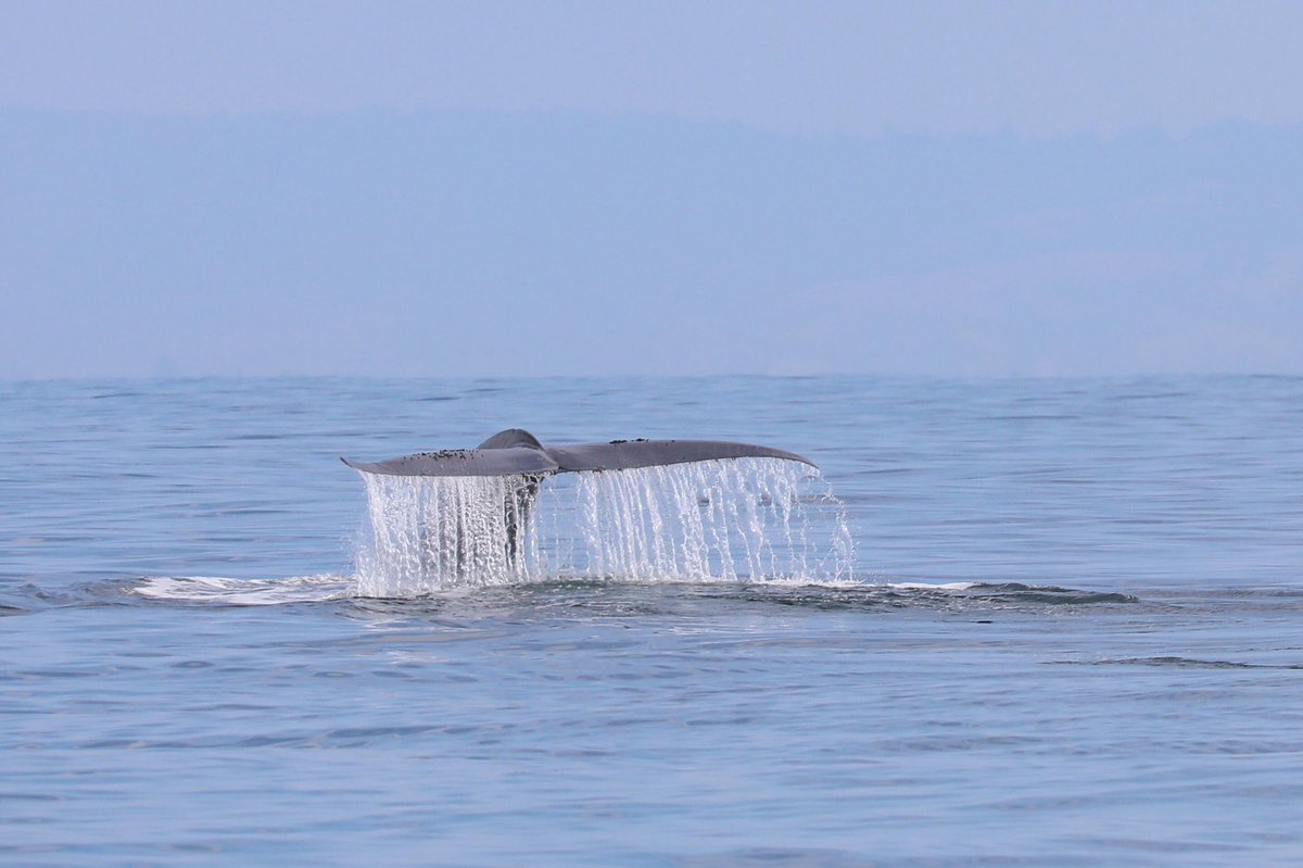 We just wrapped up a lovely two weeks with <a href="/naturetrektours/">Naturetrek</a> here are some photos from one of the guides - Peter Dunn. #Monterey
