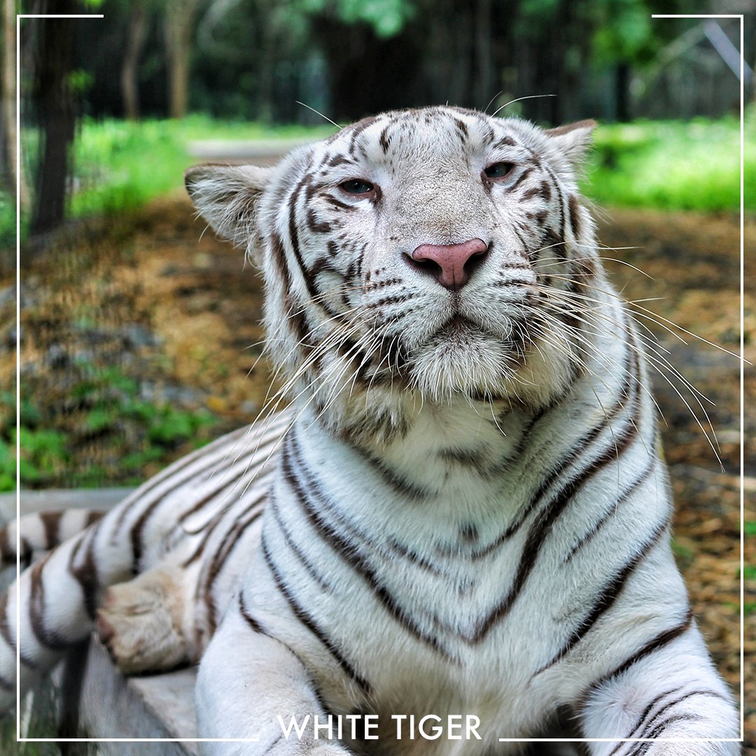 Real Wild tweet media