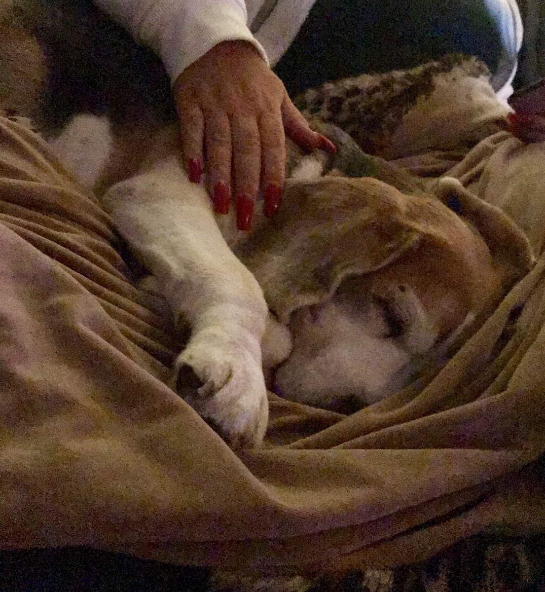 DexTheBeagle's tweet photo. And happy wif mum returning home from the US... https://t.co/gfko4tJ74E