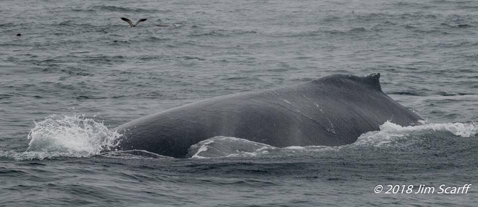 Here are some lovely photos from one of our annual pass holders - Jim Scarff #monterey #whalewatching