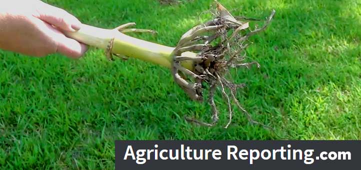 TPSL_Since1938's tweet photo. Find out how #corn #rootworm can impact crop yield and what to do to prevent it next year by watching this interview with seed agronomist, Stephanie Porter!
https://t.co/QjuchqHfBn
https://t.co/PaePKjrSR2
#tpsl #ag #cornbelt #aglab #agriculture #Agronomics #Farm #Farmers #Farming https://t.co/wRCYsbQhUb