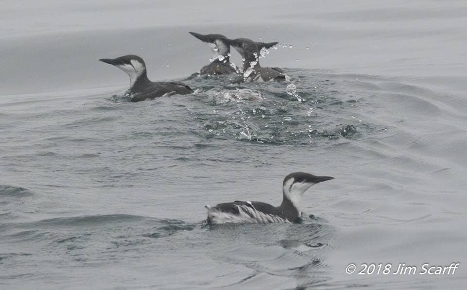 More passenger photos from annual pass holder Jim Scarff. Thanks for the wonderful shots! #monterey #discovery #whalewatching