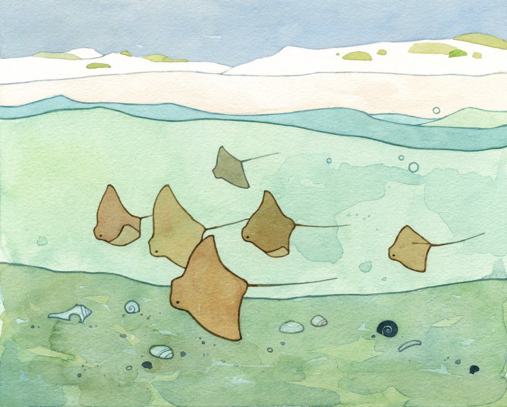 New #cownoserays print after watching them in the surf all week. etsy.com/listing/643204…
