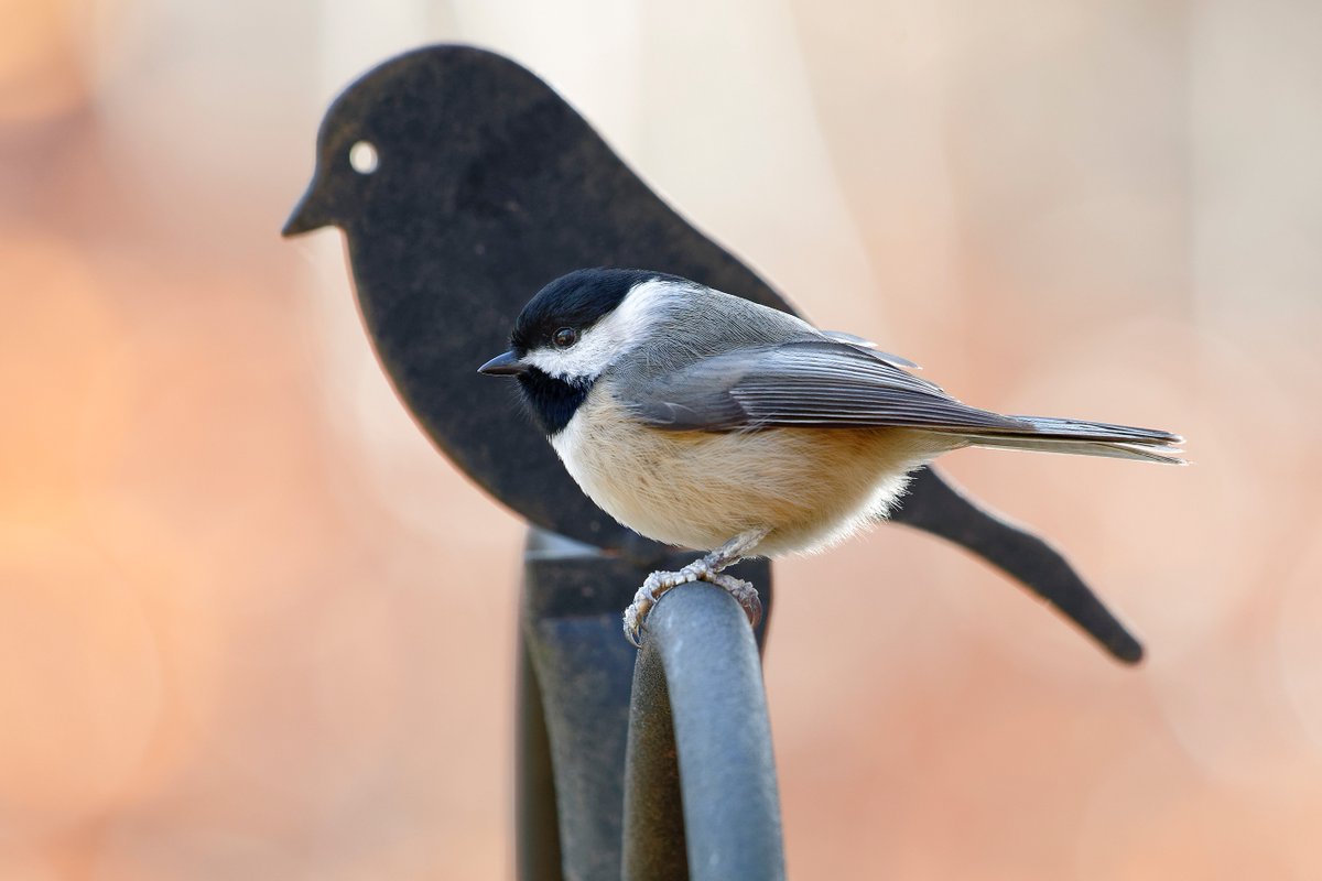 Seed of all shapes and sizes can be a great way to attract cardinals, chickadees, and nuthatches!
