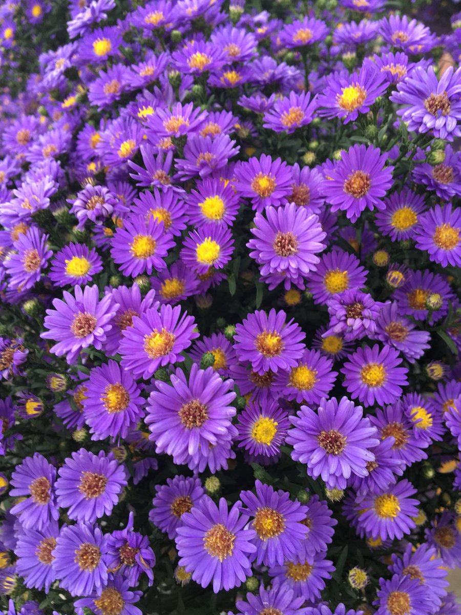 KWisePPS's tweet photo. How can you resist this Perennial Aster to add color to your fall garden. Visit Home Depot today.  @GriffinAgriffin  @Stephen_E_Camp @PNewtonPlants  @PPSinHD https://t.co/IZT66fxV4m