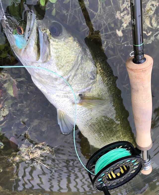 demystifly's tweet photo. Largies were hangry on Monday evening 🍽
•
•
•
#flyfishing #bassfishing #largemouth #largemouthbass #bassmasters #3tand #3tandreels #gloomis #fishgloomis #gloomisfly #fearnofish #cortlandline #gamakatsu #gamakatsuhooks #fishskull #rioproducts #streamereater #keepemwet #de… https://t.co/AAuTCU4yHA