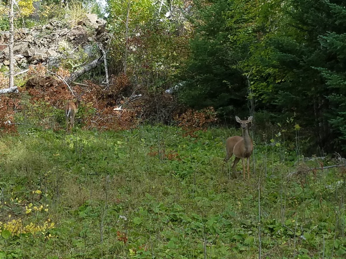 SagaOfLucimia's tweet photo. Day 2 of our meetings kicked off with a walk and a visit from a small family of deer. #sagaoflucimia #meetup2018 https://t.co/5vDjA2ib9e