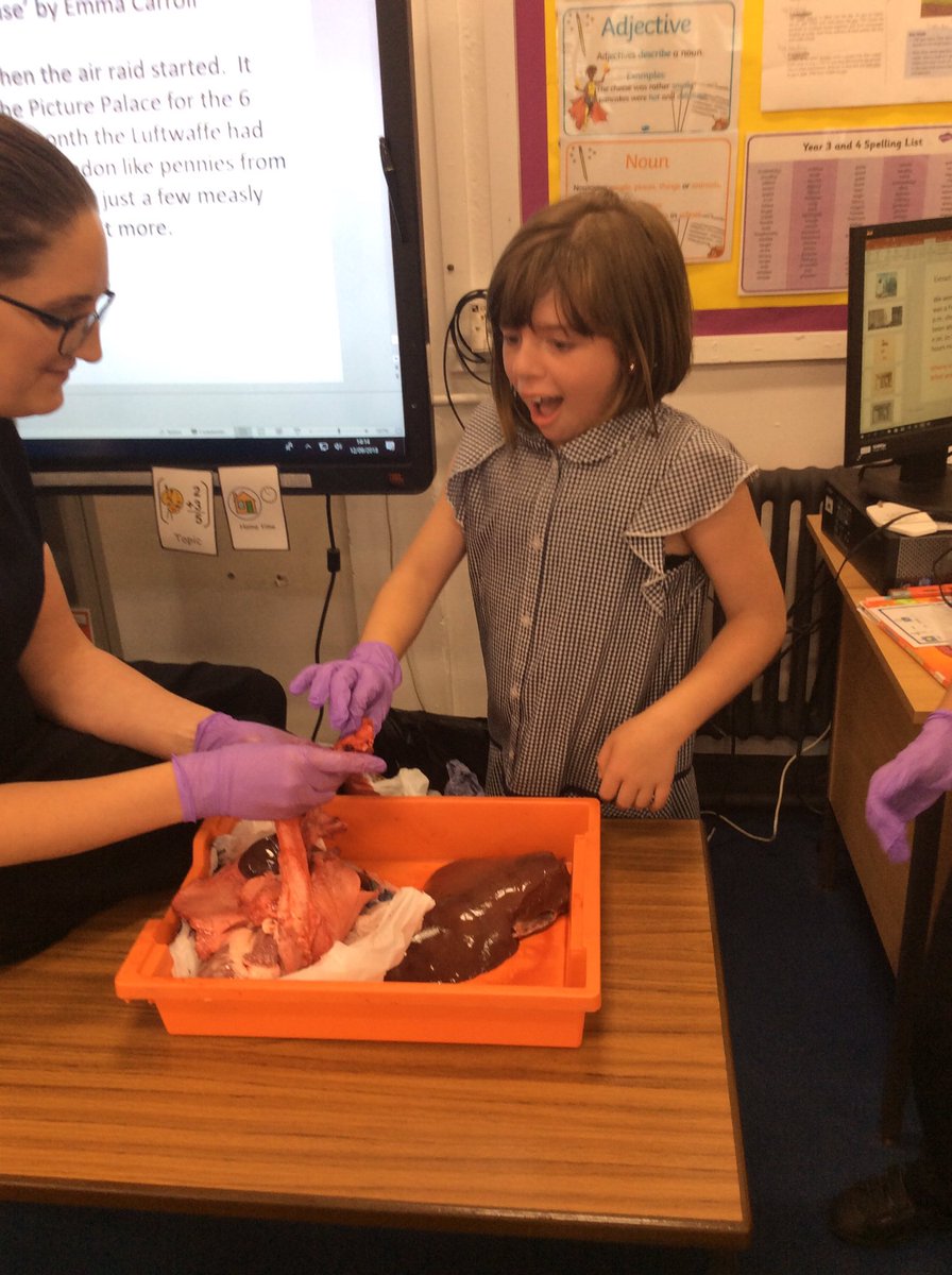 MowmacreHill's tweet photo. Year 4 loved seeing and touching the digestive organs today! #disgustingdigestion #EOFYR4 #LBYr4 @Discoverytrust @DavidBr20600287 https://t.co/WoDN6NGHdo