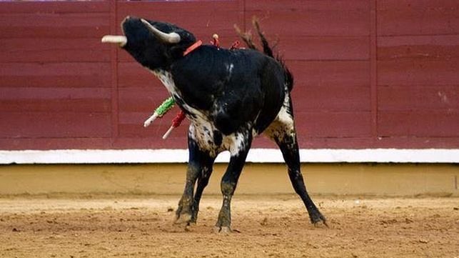 GladiadoresPaz's tweet photo. Mofarse, maltratar, torturar y finalmente asesinar bebés de toros, eso es una becerrada. 

¿Te parece Arte? ¿Es eso cultura? 
 
#StopBecerradas https://t.co/TjtaMxWv85