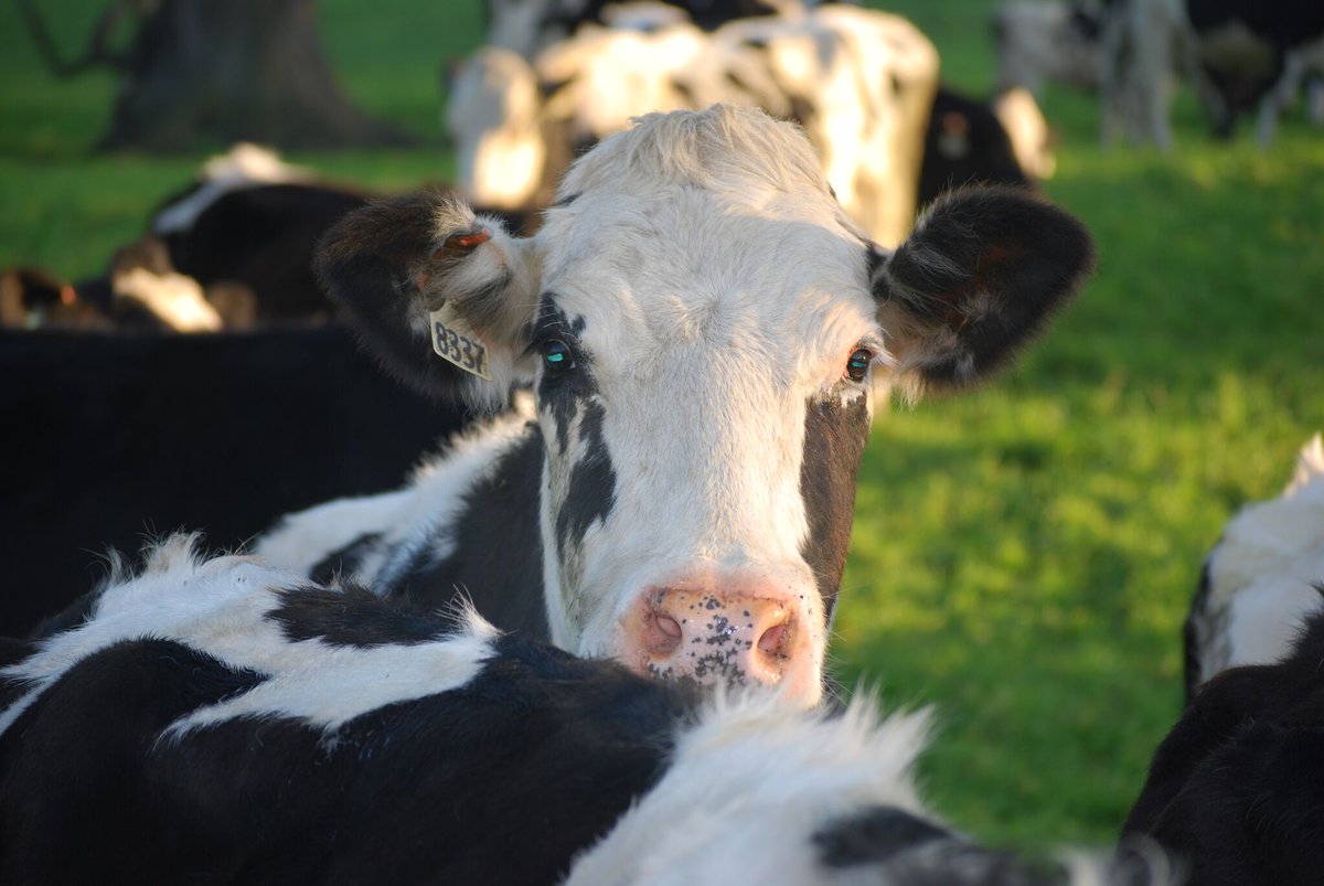 Green Valley Creamery On Twitter Mooove Over We Ve Got A New