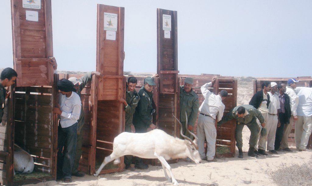AbdeladimLhafi's tweet photo. Depuis 2008, le #HCEFLCD et le #JZN ont procédé au lâcher d'antilopes sahélo-sahariennes (Addax, Oryx, Gazelle dama mhorr, Gazelle dorcas) dans leurs milieux d'origine à Safia (Aousserd), Msissi et à M'hamid Elghazlane. https://t.co/253q5Sg02J