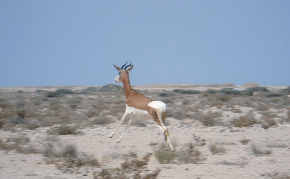 AbdeladimLhafi's tweet photo. Depuis 2008, le #HCEFLCD et le #JZN ont procédé au lâcher d'antilopes sahélo-sahariennes (Addax, Oryx, Gazelle dama mhorr, Gazelle dorcas) dans leurs milieux d'origine à Safia (Aousserd), Msissi et à M'hamid Elghazlane. https://t.co/253q5Sg02J