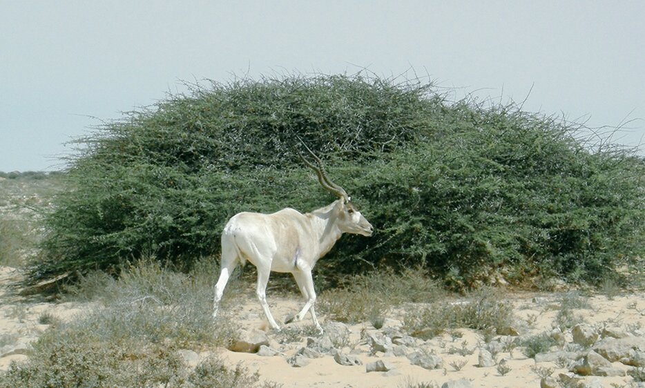 AbdeladimLhafi's tweet photo. Depuis 2008, le #HCEFLCD et le #JZN ont procédé au lâcher d'antilopes sahélo-sahariennes (Addax, Oryx, Gazelle dama mhorr, Gazelle dorcas) dans leurs milieux d'origine à Safia (Aousserd), Msissi et à M'hamid Elghazlane. https://t.co/253q5Sg02J