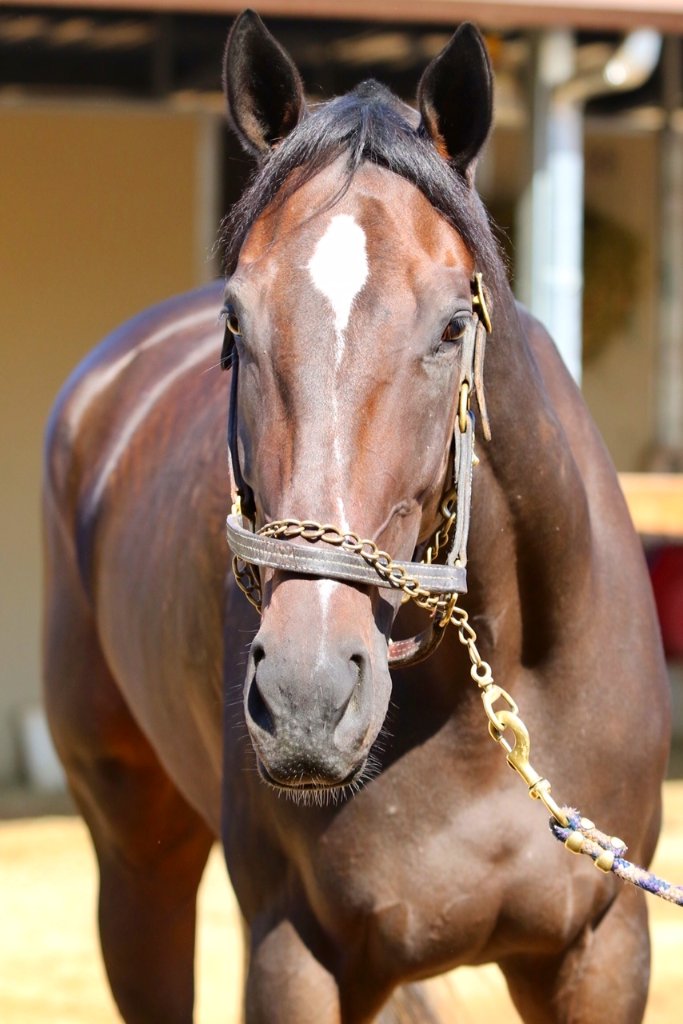 MyRacehorse's tweet photo. 💥🆕🆕🆕💥
Meet #MyRacehorse's newest addition, Sauce On Side! Part of @petemilleracing and @RockinghamRanch, Sauce is a 3YO filly by Violence, the #2 rated second crop sire in the 🌎. 

Check out her latest race 👉https://t.co/mBMAAt4wJw 
Shares at $240 👉https://t.co/xONisUoPWX https://t.co/bV2XIfU2QK