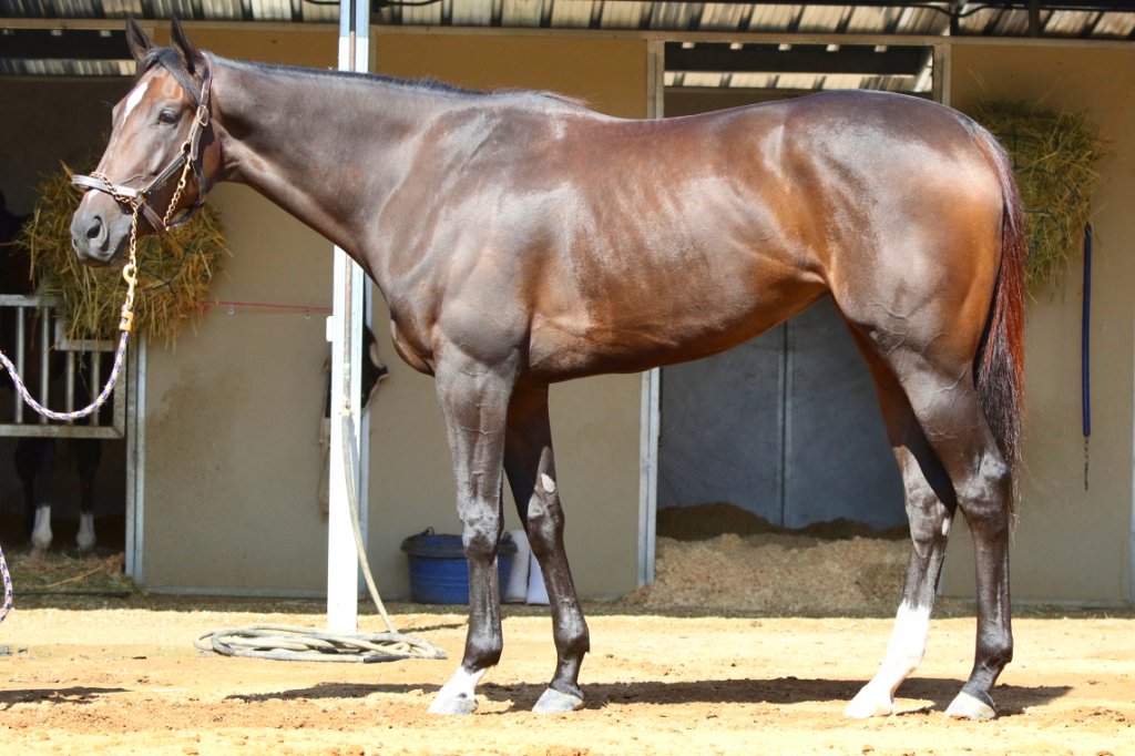 MyRacehorse's tweet photo. 💥🆕🆕🆕💥
Meet #MyRacehorse's newest addition, Sauce On Side! Part of @petemilleracing and @RockinghamRanch, Sauce is a 3YO filly by Violence, the #2 rated second crop sire in the 🌎. 

Check out her latest race 👉https://t.co/mBMAAt4wJw 
Shares at $240 👉https://t.co/xONisUoPWX https://t.co/bV2XIfU2QK