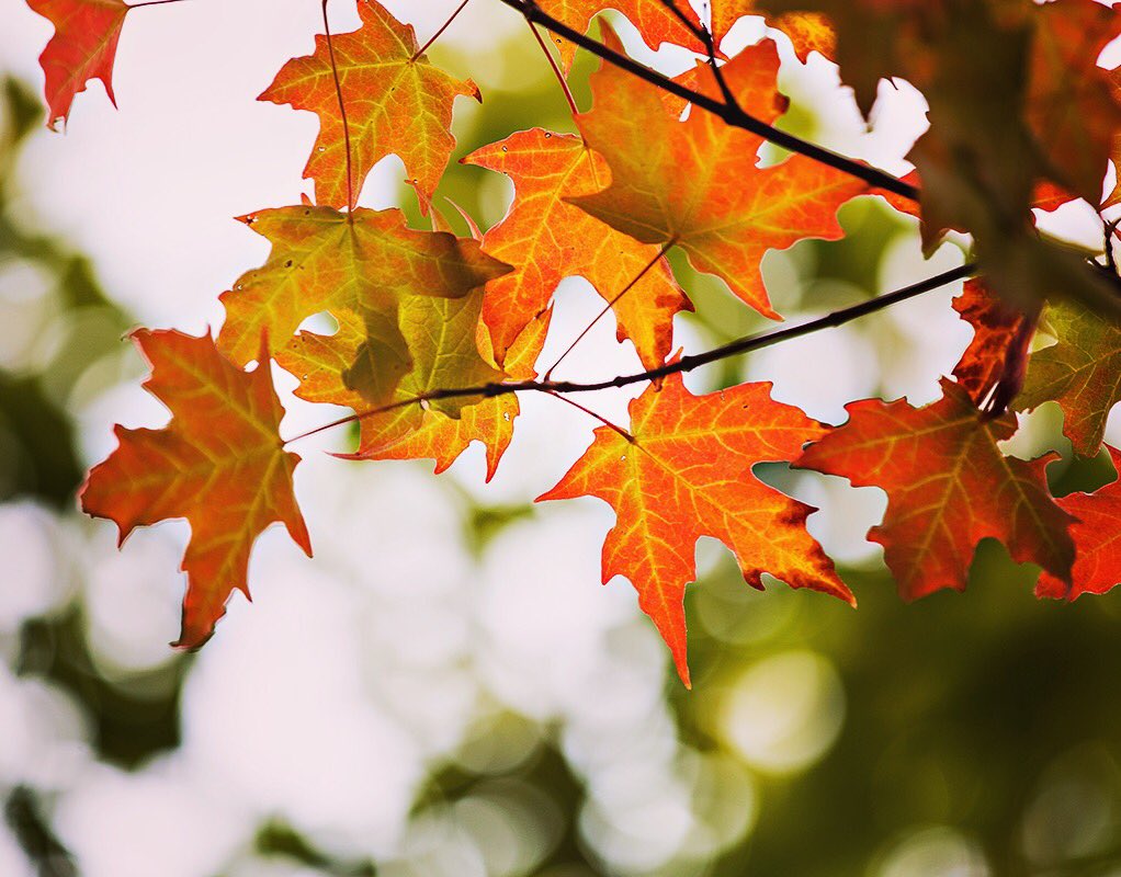sunypotsdam1816's tweet photo. Signs of fallβ¦π #SUNYPotsdam #FallingForPotsdam https://t.co/ohwP901Jp9