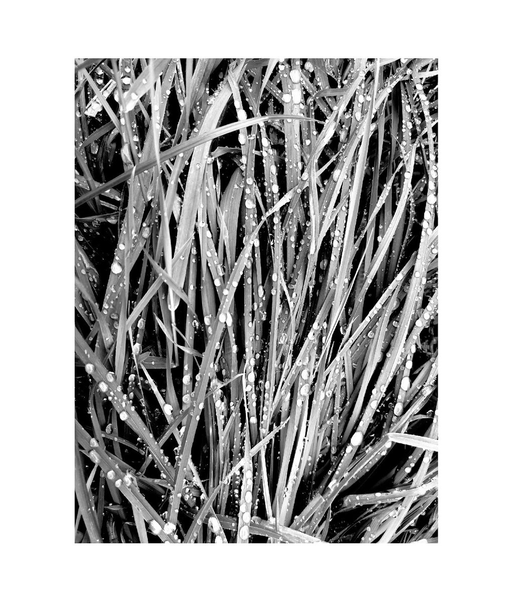 Lukeaia's tweet photo. Fresh ✓
Autumn is coming.

📷 @Lukeaia

https://t.co/UNJtyPiUw3

#fresh #grass #raindrops #cooling #bnw #bnw_world #bnw_portrait https://t.co/dGQcqZ0TFD