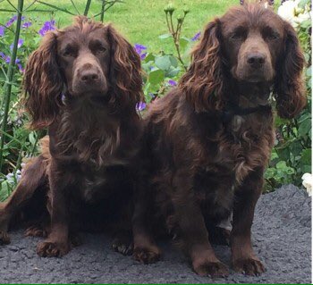 MYLA ❗️STOLEN❗️
Liver coloured #cockerspaniel female chipped 11/5/17 
#Whittington #CleeveCommon & #Cheltenham #Gloucestershireconstabulary investigating force MISSING WITH MARMITE her friend 
doglost.co.uk/dog-blog.php?d…