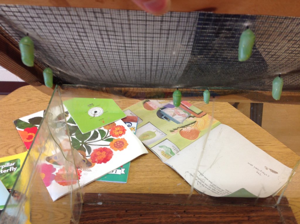 flomunchkins's tweet image. Mrs. Martin keeps saying soon! Waiting is hard! When will we have a butterfly? #StillSleeping #PleaseComeOut #BoyOrGirl?