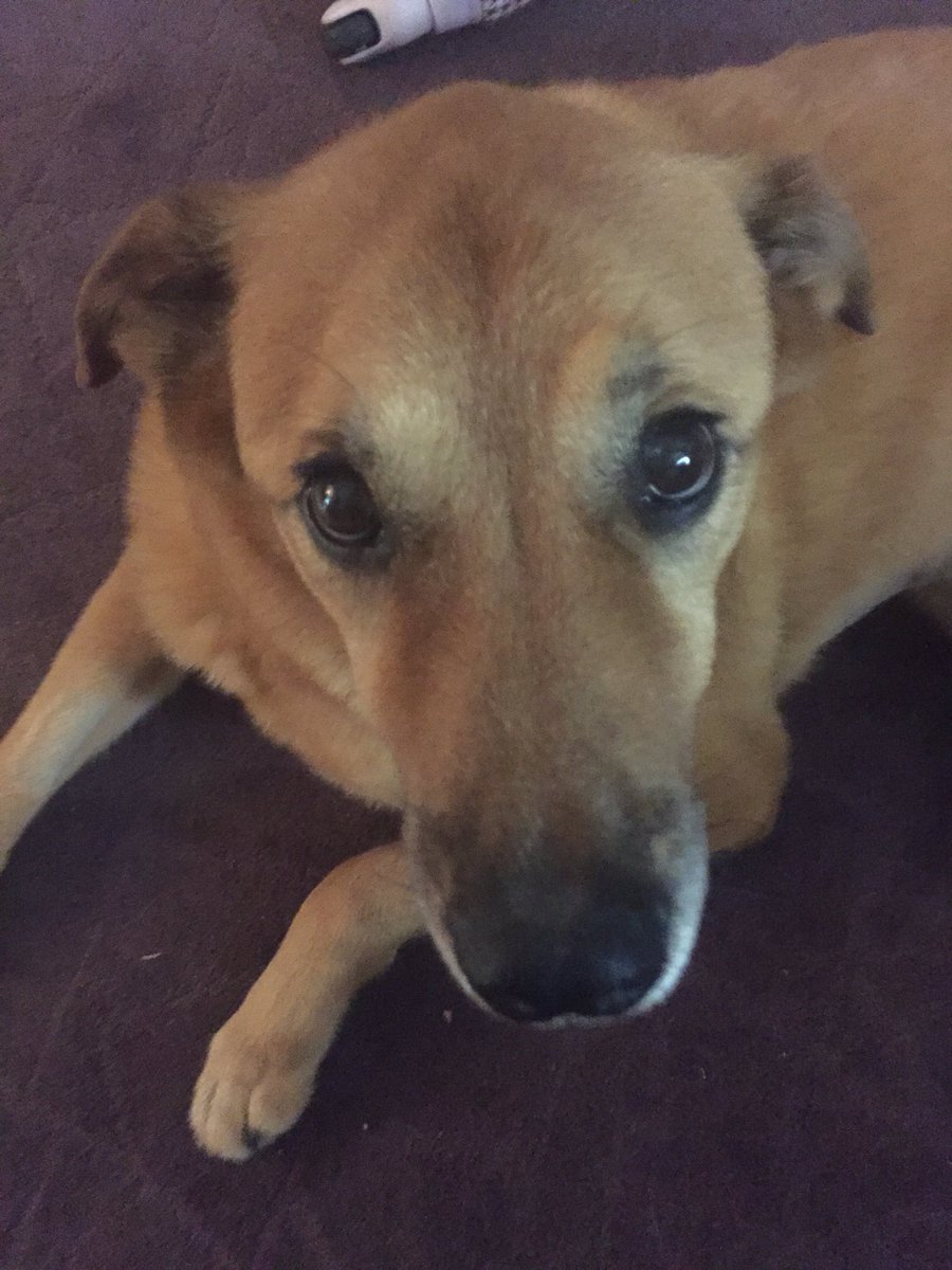 NaughtyNeo's tweet photo. I’m very sick now I don’t want to eat, I do like tomatoes still but I can’t eat anything else I don’t like it. 💕 thank you everyone for the love. 🐾 https://t.co/fm2TGKTaw2