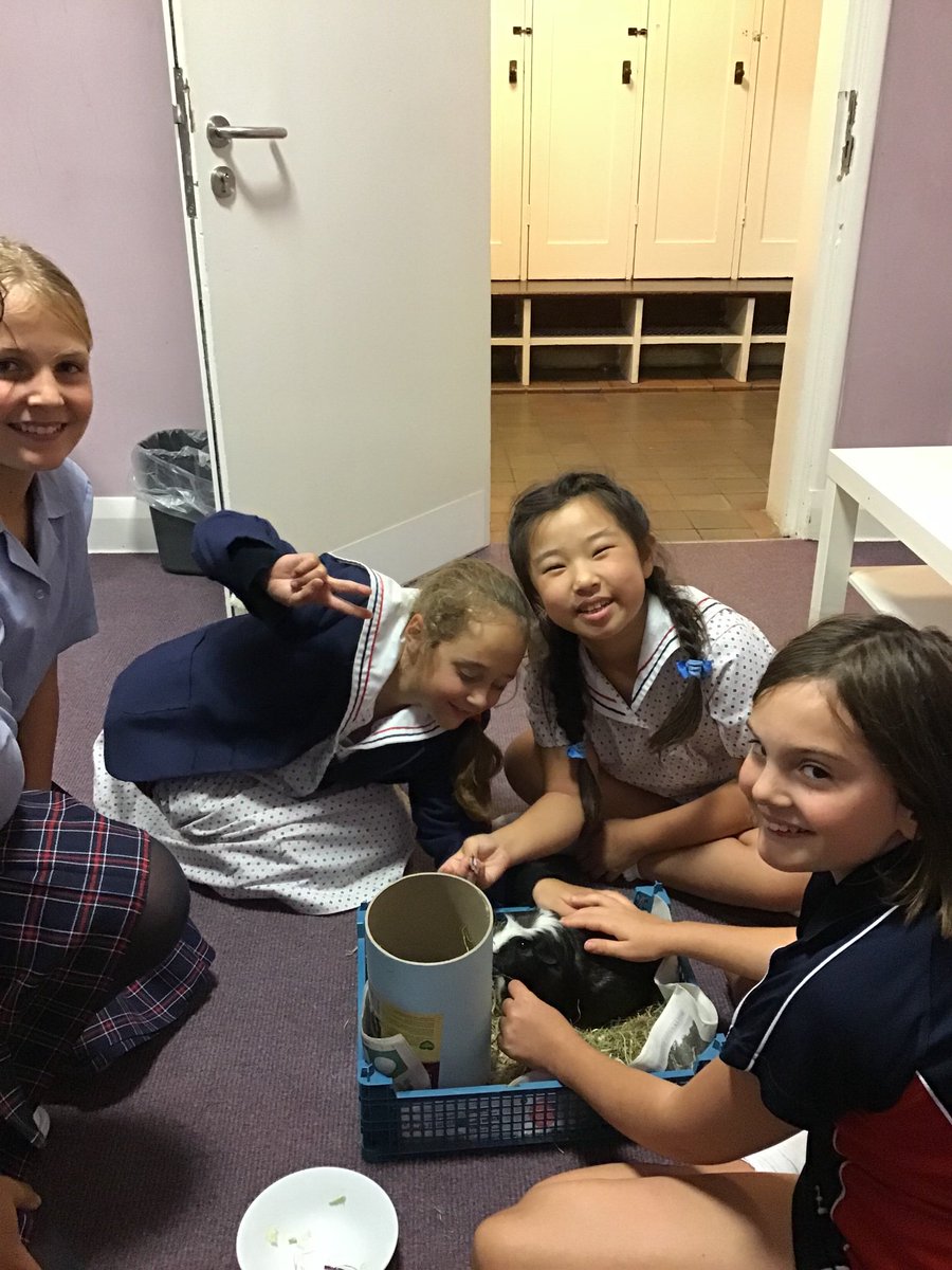 THSch_Boarding's tweet photo. Cookie feeling like a celebrity tonight #cuddles #snacking #iloveboarding #boardingpet https://t.co/bP2fAZtyMP