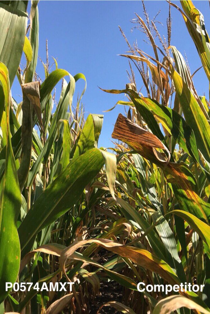 FaithLois12's tweet photo. Tar Spot in Corn is a hot topic in the industry right now. Start managing your risk for 2019 by selecting hybrids showing strong genetic resistance in 2018. Picture below is #P0574AMXT vs. a Competitor in a split-planter trail in SE WI, taken today @PioneerSeeds https://t.co/Vet9Bm2no5