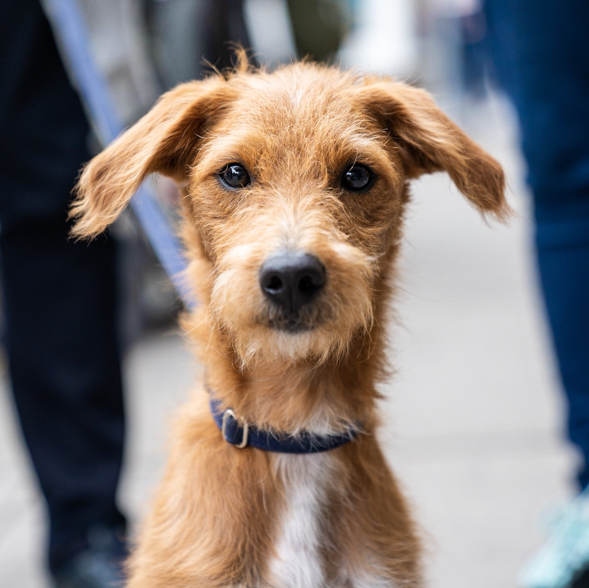 The Dogist on X