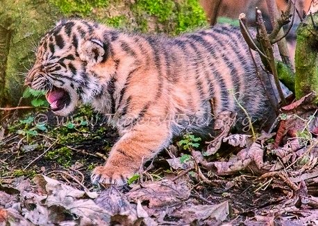 Tigers4Ever2010's tweet photo. Do you want your grandchildren to grow up in a world without wild #tigers? No? Neither do we, help us stop wild #TigerExtinction in #RememberACharityWeek because tomorrow may be too late https://t.co/qTe2DFxl4e Thank you https://t.co/mtYXh9O2pf