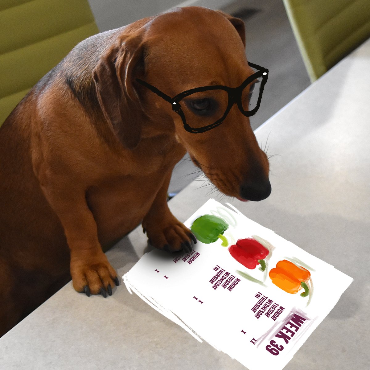 TriSonFarms's tweet photo. Very important forecast review with Jojo today #forecasting #bellpeppers #officedog https://t.co/kg94z9VJRf