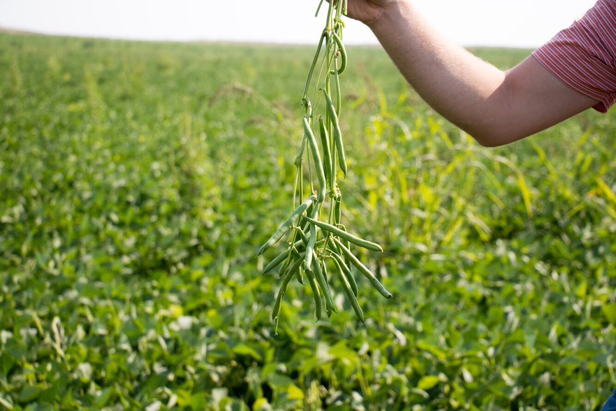 Pure Line Seeds, Inc tweet media