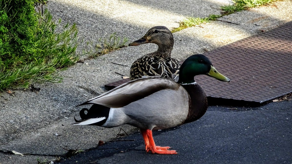 Such a cute couple. Part 2 of 2. #BayAreaPhotographer #PleasanonCA #DuckCouple