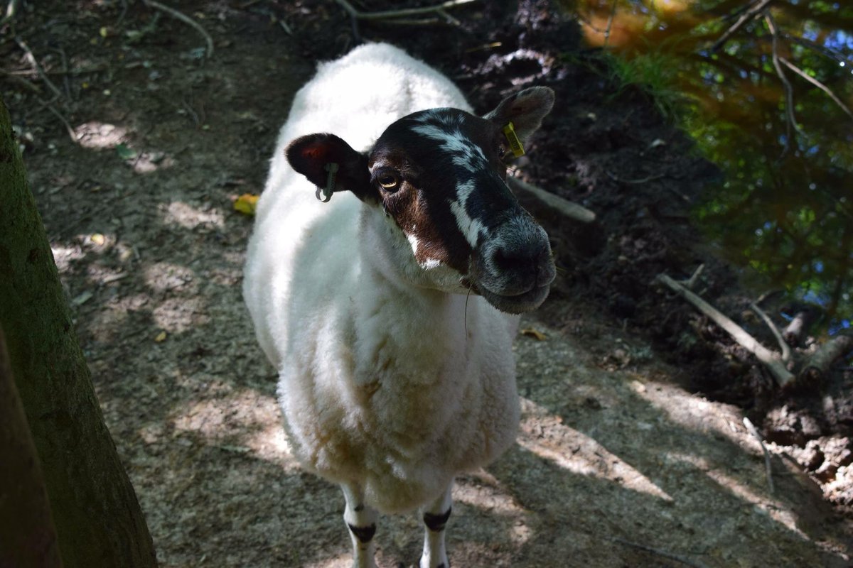 Catspaws_22's tweet image. Exploring Nature | #sayinghello @1066tweets @SussexLifeMag @bbcsoutheast @CountryfileMag @BBCCountryfile