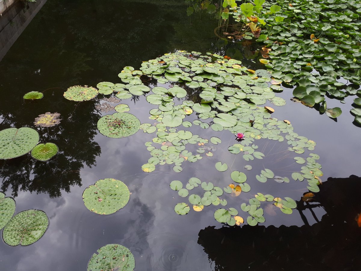 정홍수 (@solimyo) on Twitter photo 