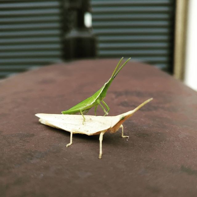 おんぶバッタ