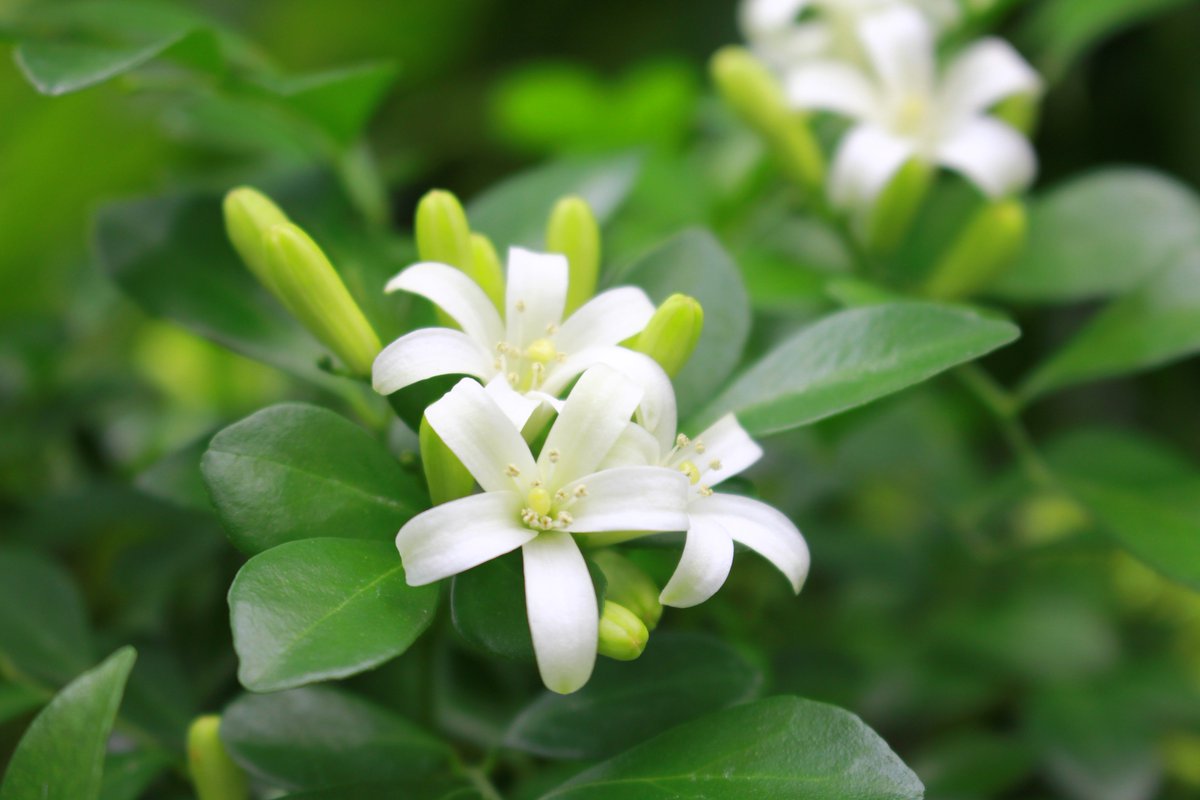 咲くやこの花館 Sur Twitter 熱帯花木 室ではミカン科の 月橘 ゲッキツ が咲いています 名前は花が月夜に良く香ることに因むそうです 別名では シルクジャスミン とも呼ばれ 午前中にも関わらず すでにジャスミンのような爽やかな 香りを放ってくれていますよ 咲くやこの花館 Sur Twitter 熱帯花木 室ではミカン科の 月橘 ゲッキツ が咲いています 名前は花が月夜に良く香ることに因むそうです 別名では シルクジャスミン とも呼ばれ 午前中にも関わらず すでにジャスミンのような爽やかな 香りを放ってくれていますよ
