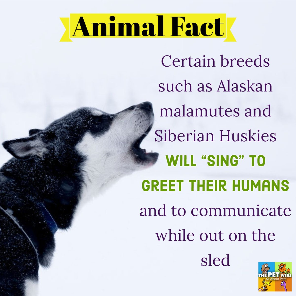 ThePetWiki's tweet photo. Animal Fact: Certain breeds such as Alaskan malamutes and Siberian Huskies will “sing” to greet their humans and to communicate while out on the sled. Read more: https://t.co/ktdQ2X4YZo #WolfWednesday https://t.co/QUgCtMN5LX