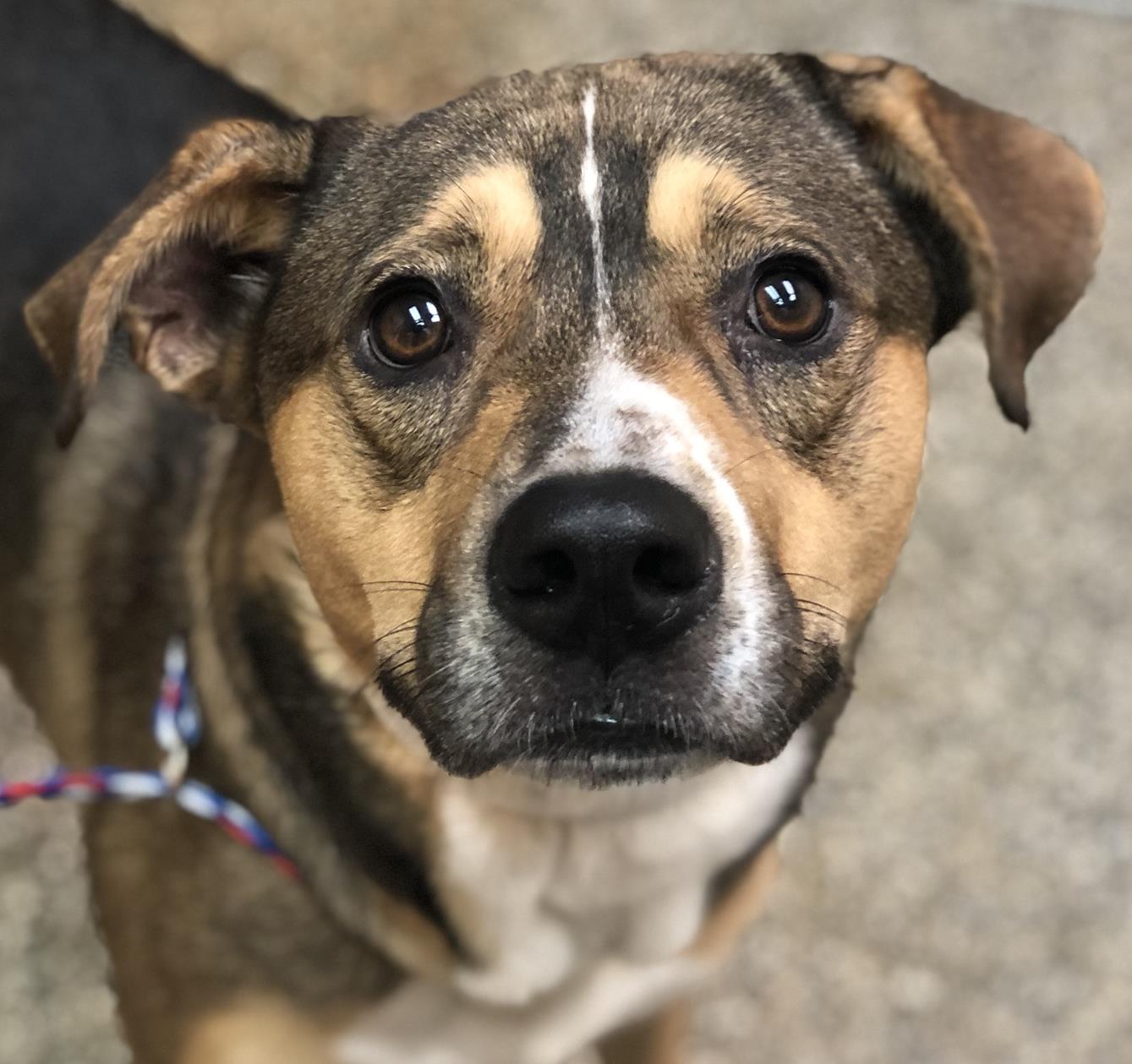 Michigan Humane on Twitter: Michigan Humane on Twitter: