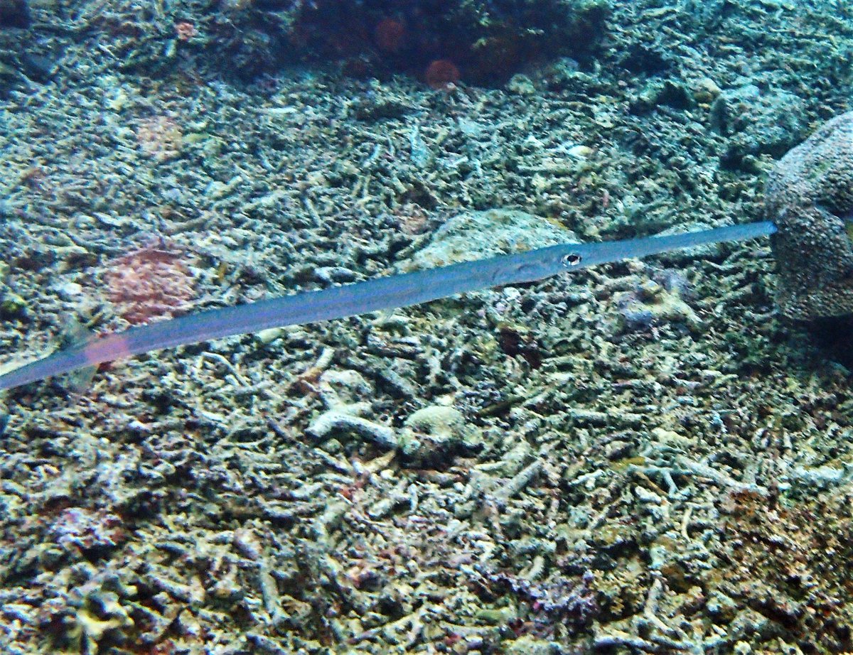 Diving Lover 沖縄で出会えた生物シリーズ ヤガラ科 アオヤガラ 細長い胴体と口先も長いのが特徴です この細長い口で小魚や甲殻類を捕食します T Co Vtk6djak1a