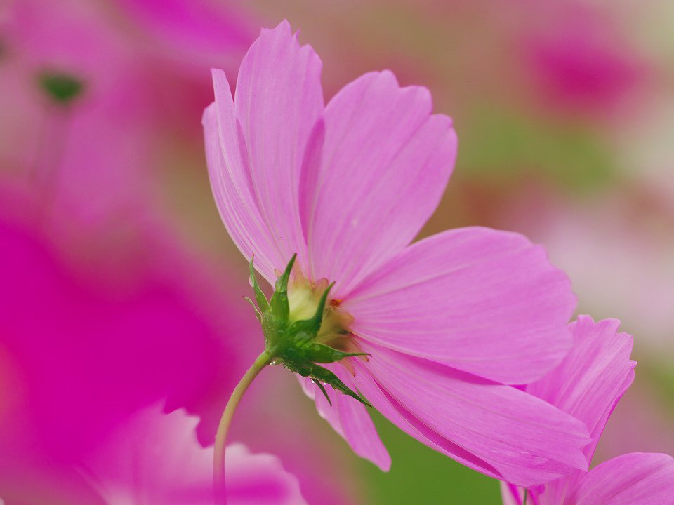 どんな花を
見ても
自分の
気持ちが
曇っていれば
それは
曇ってみえる

余計な
想い
なくして
素直に
むきあえれば
その花は
美しくみえる

色
褪せることなく
ありのままの
自分で...

素敵な一日をପଓ*ೃ:.✧