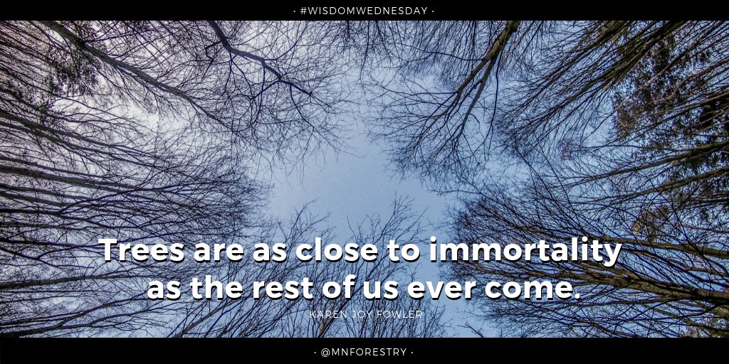 mnforestry's tweet photo. Food for thought on this #WisdomWednesday https://t.co/sNDvL7CUBb