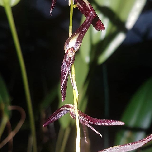 orquideasecobr's tweet photo. Pleurothallis ankyloglossa

#flowers #flower #TagsForLikes #petal #petals #nature #beautiful #love #pretty #plants #blossom #sopretty #flowerstagram #flowersofinstagram #flowerslovers #flowerporn #floral #florals #insta_pick_blossom #flowermagic #instabl… https://t.co/uI2n0Tg0vI https://t.co/yCh7mkRZfK