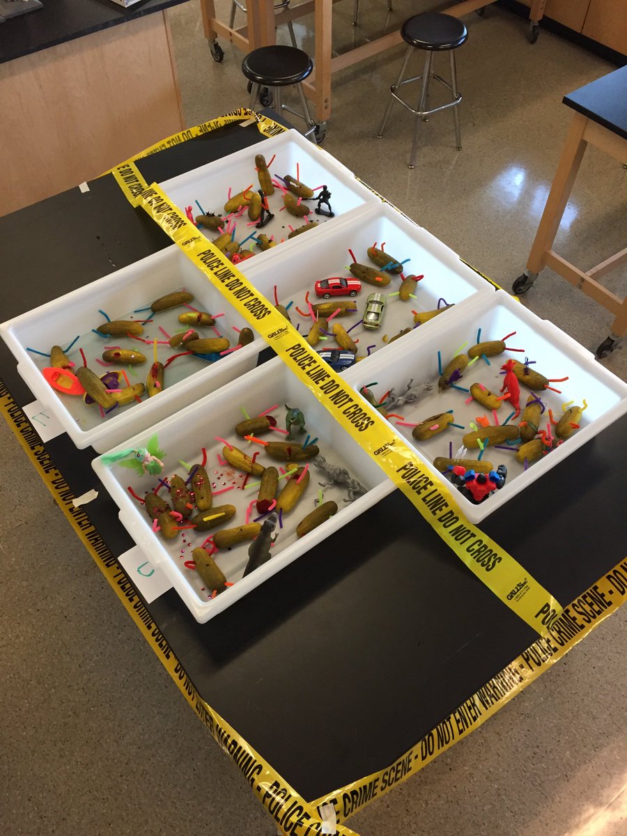Pickle autopsies in Anatomy tomorrow to practice anatomical terminology! Determine the cause of death for these pickles! #D127GetsREAL
