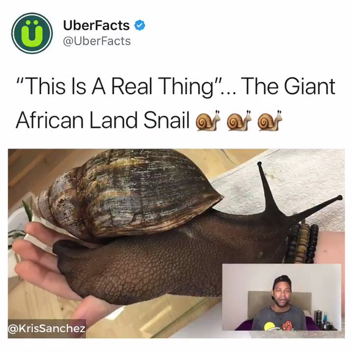 This is the Giant African Land Snail. They can weigh up to two pounds. Enjoy.