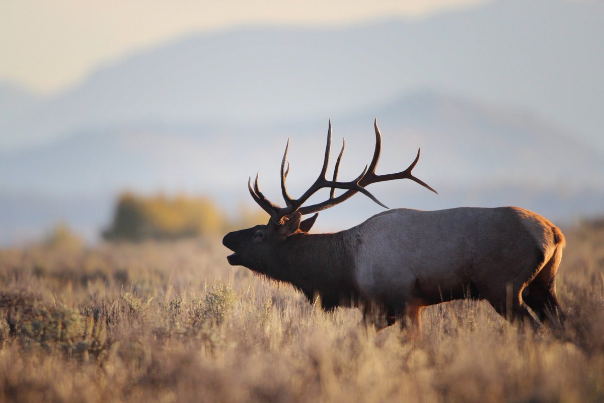 Have you ever heard an elk bugle? It's a magical experience. #ThatsWY #Wyoming #WildlifeWednesday 
📸: <a href="/WGFD/">Wyoming Game & Fish</a>