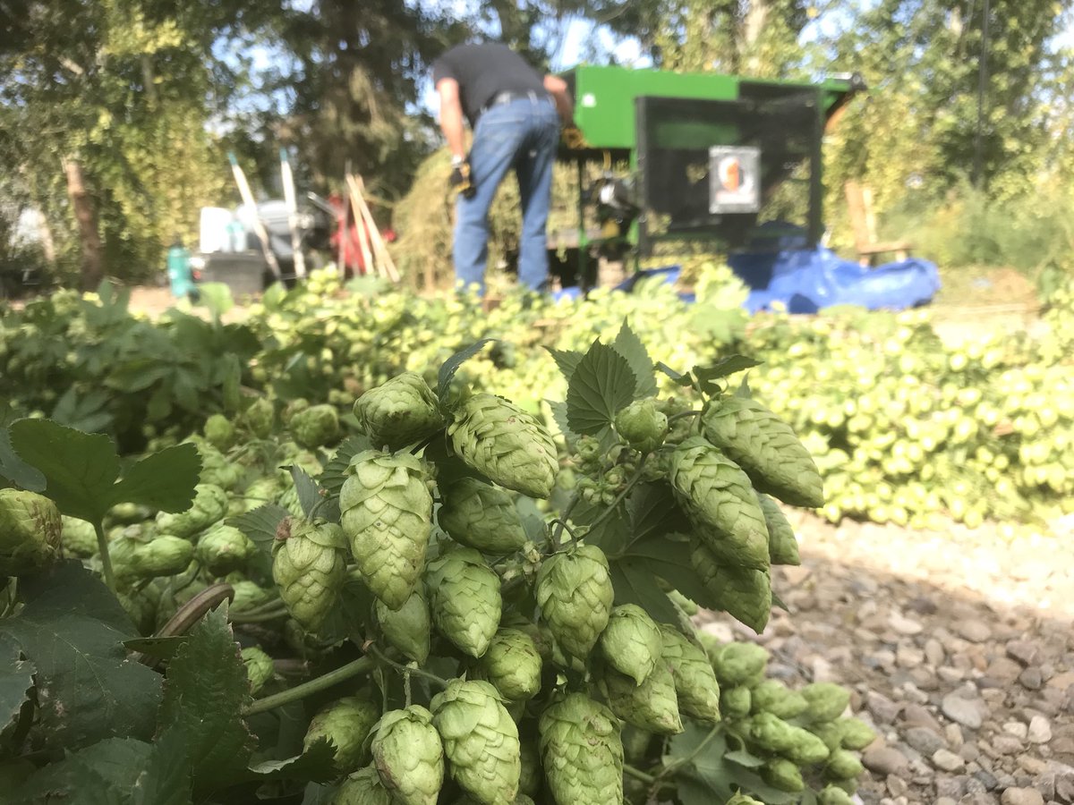 Pair O' Dice Hops (Pairodicehops) Twitter