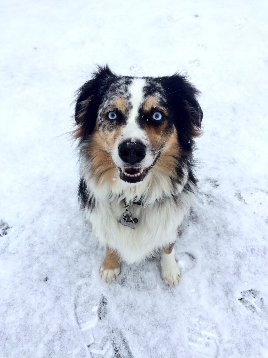 terrinsavvy's tweet photo. this is my cute dog, Captain. This is my tv that he kicked over and broke on #AHSNight when 10 girls were coming over to watch it... send this broke college kid money for a new tv, venmo: terrinsavvy https://t.co/fI3lUGPgnp